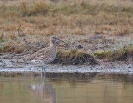 DSC_5936.jpg
