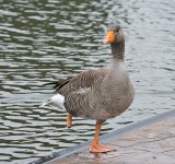 DSC_5946.jpg