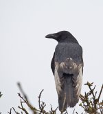 DSC_5922.jpg