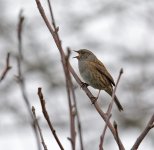 DSC_5910.jpg