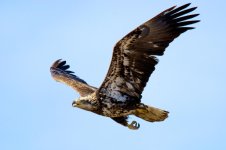 EagleOwlHeron 312.jpg