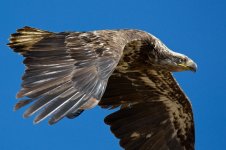 EagleOwlHeron 314.jpg