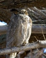 EagleOwlHeron 311.jpg