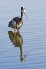 EagleOwlHeron 313.jpg