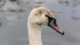 DSC_1300.jpg