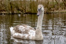 DSC_1295.jpg