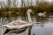 DSC_1299.jpg