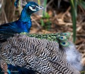 Peacock-.jpg