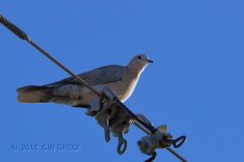 eu dove-lookup-cr.jpg