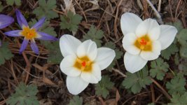 MountainFlower.jpg