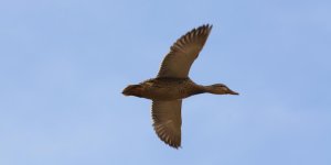 DSC_2856G.jpg