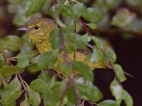 Warbler3.jpg