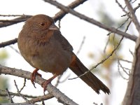 Towhee.jpg