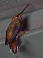 Hummer4.jpg