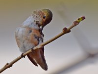 Hummer3.jpg