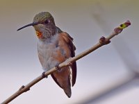 Hummer2.jpg