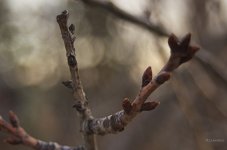 _AAA4646 - Version 2 - 2015-03-19 at 19-05-34.jpg