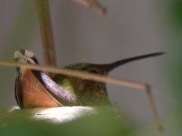 Hummer5.jpg