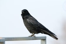 DSC_5956.jpg