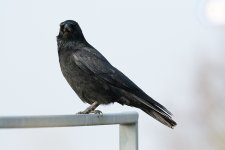 DSC_5960.jpg