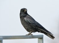 DSC_5958.jpg