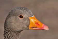 DSC_5971.jpg
