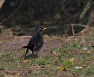 DSC_5988.jpg