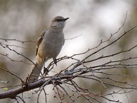 Mockingbird_2015_03_19.jpg