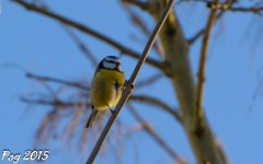 DSC_0654.jpg