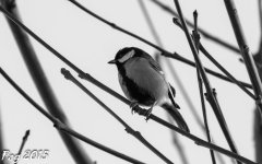 DSC_0657.jpg