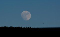 Moon trees and Gull.jpg
