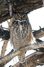 Hooters-2.jpg