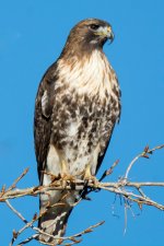 PerchHawk-1.jpg