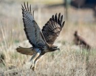FlyHawk-1.jpg