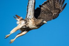 FlyHawk-2.jpg
