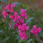 PinkFlower.jpg