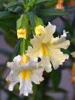 Mimulus.jpg