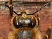 Bee.jpg