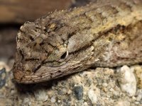 Lizard.jpg
