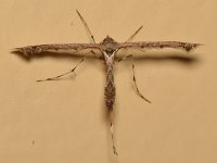 Mosquito.jpg