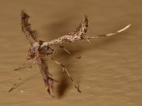 Mosquito2.jpg