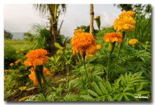floer-orange-ype-banbung.jpg