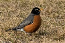 DSC_8227.jpg
