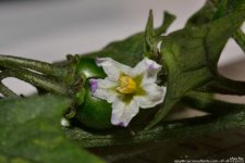 FSC_2037.jpg