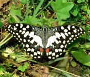 FSC_6338.jpg