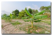 banana-plants-ype-banbung-3.jpg
