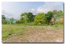 banana-plants-ype-banbung-4.jpg