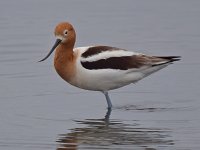 Avocet.jpg