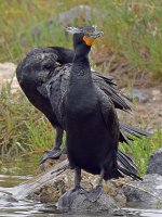 Corm2.jpg