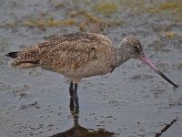 Godwit5.jpg